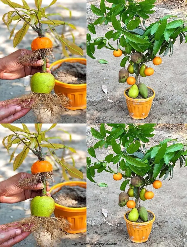 Malin Gardening: Cultivate a Mango, Orange e Java Apple Tree con frutta mista su un albero unico!