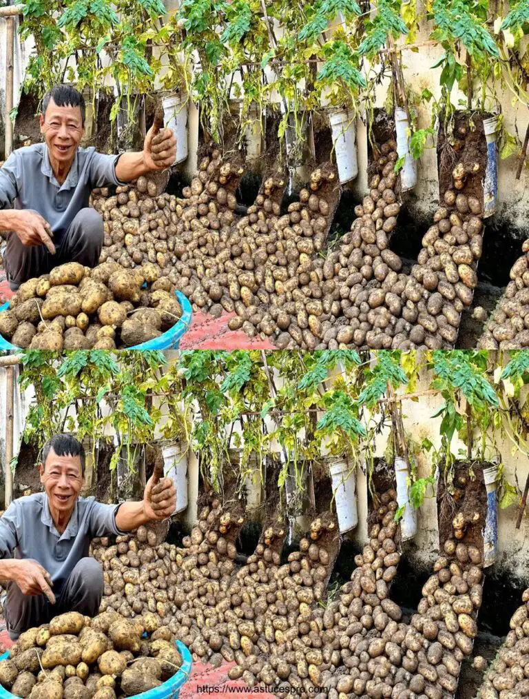 Coltivare le patate della Terra in Pots: un raccolto straordinario di tubi!