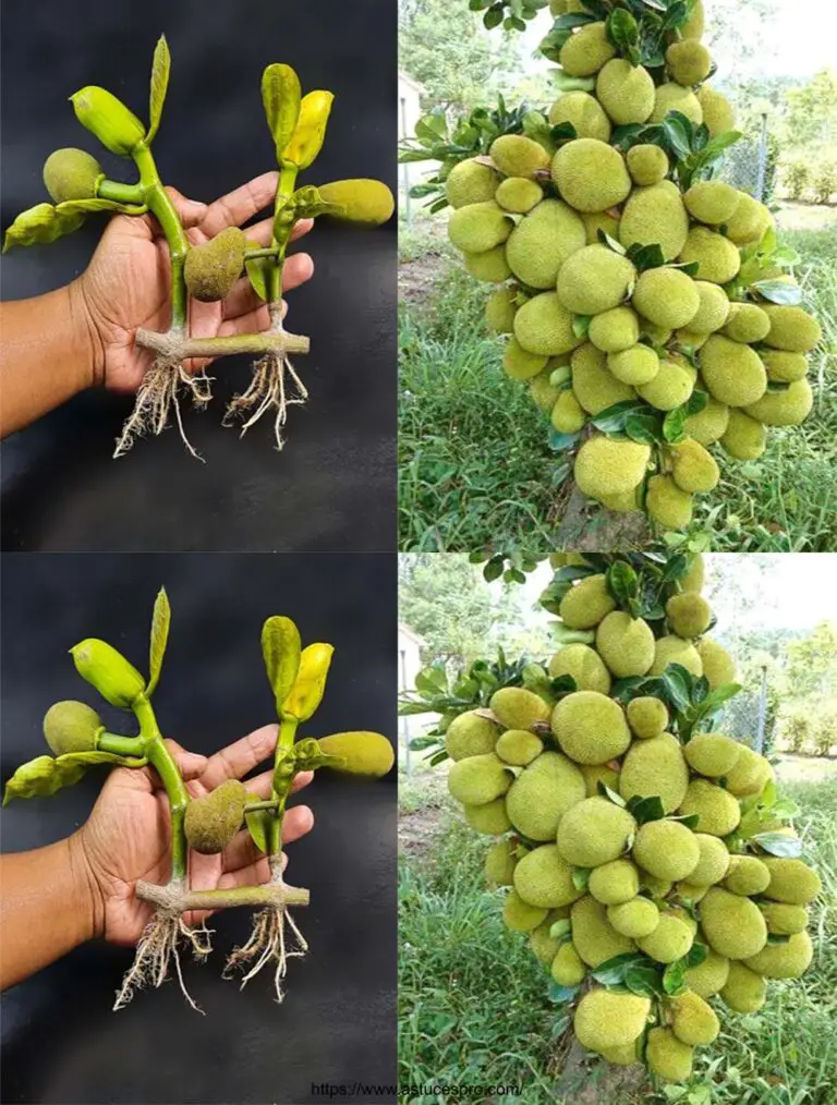 Tagliare e piantare un albero a Jacquier: Coltivatore del Jacquier con Aloe Vera