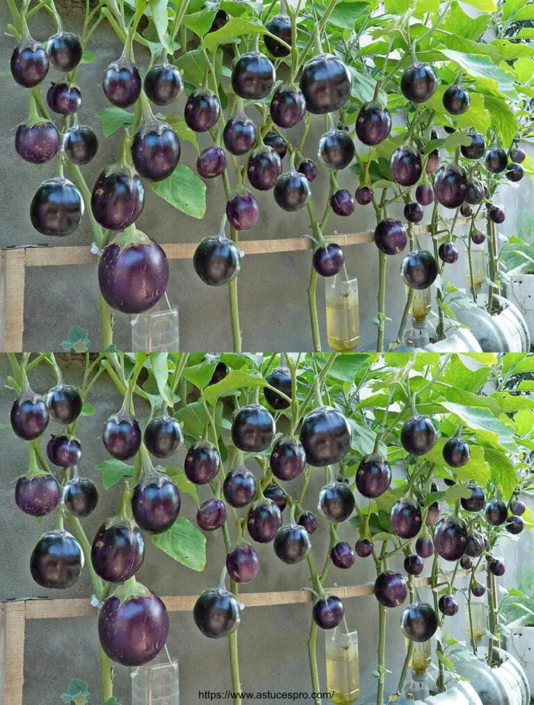 Il metodo magico per coltivare le eggplant senza annaffiare per un mese, con un raccolto abbondante!