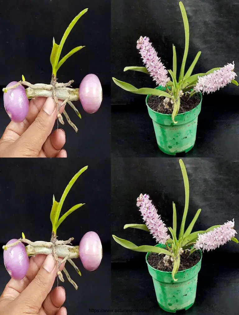 Miracolo: Le cipolle aiutano le orchidee a radicare e a fiorire all’istante per tutto l’anno