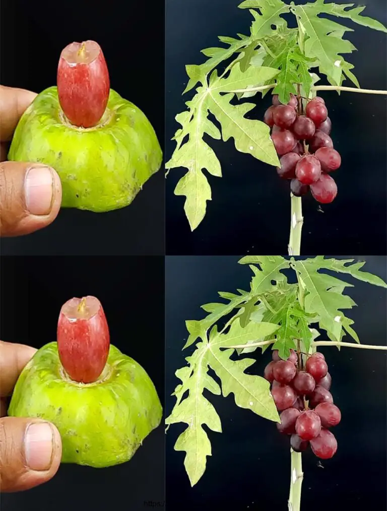 Nuova idea di coltivare uva in un albero della papaia Come coltivare un albero di papaya da una papaia