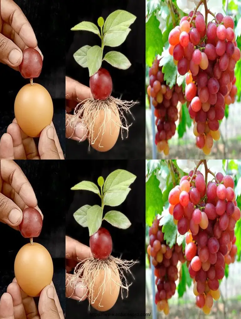 Albero d’uva ad alta crescita con uova / Come crescere un albero d’uva più veloce a casa