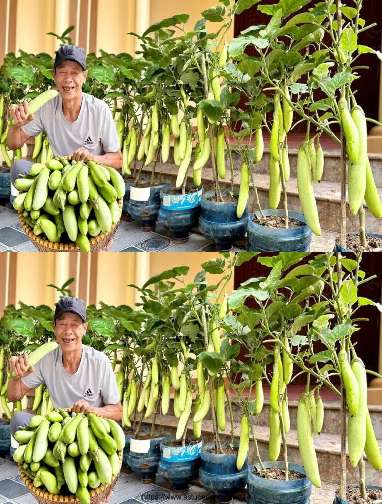 Perché non l’ho trovata prima? Un sacco di frutta e un gusto delizioso!