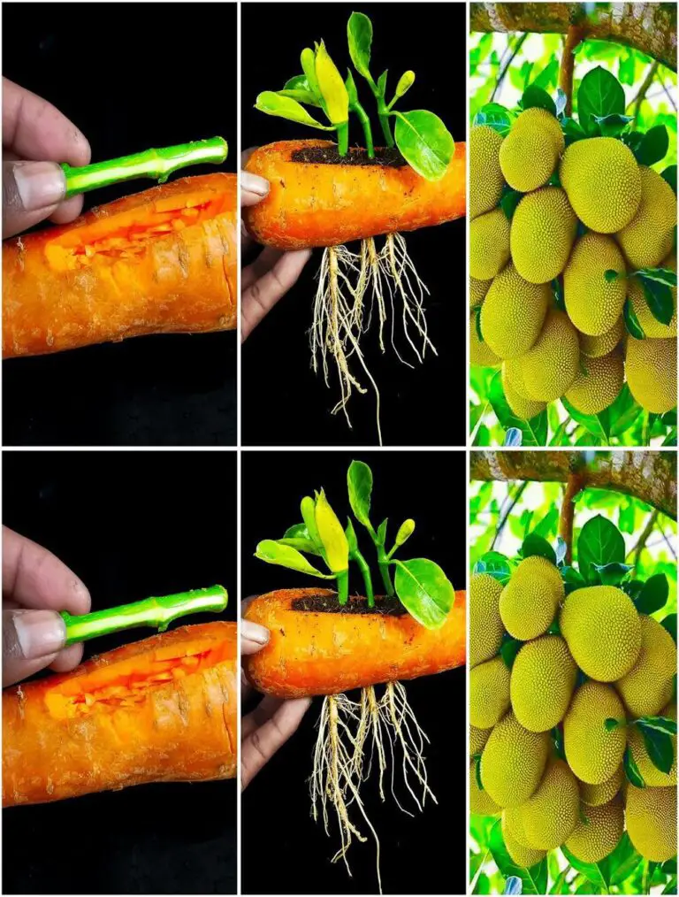 Come coltivare un albero di jacquier dai tagli su una carota per principianti Come coltivare una pianta a jacquiate