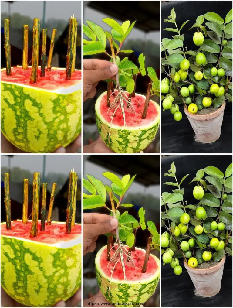 La cultura Guava dai tagli con anguria: Metodo facile per coltivare una pianta di goyave