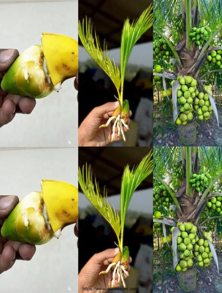 Promozione dell’albero di cocco da mini cocco usando la banana per una rapida crescita!