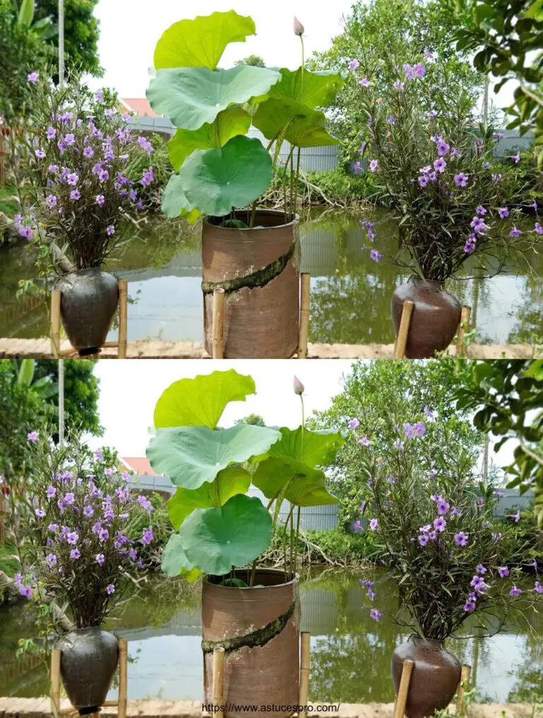 Magnificate idee per il giardino: Coltivate tante volte in casa vostra