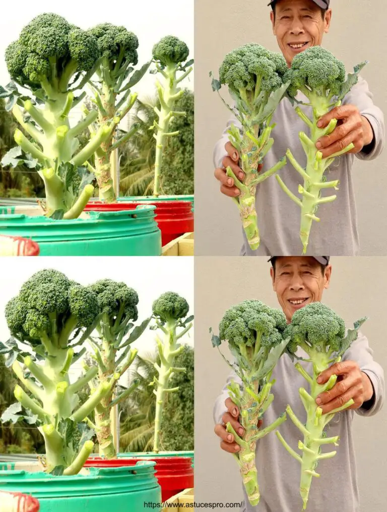 Trasformare i contenitori di plastica per coltivare i broccoli a casa: Guida facile per i principianti