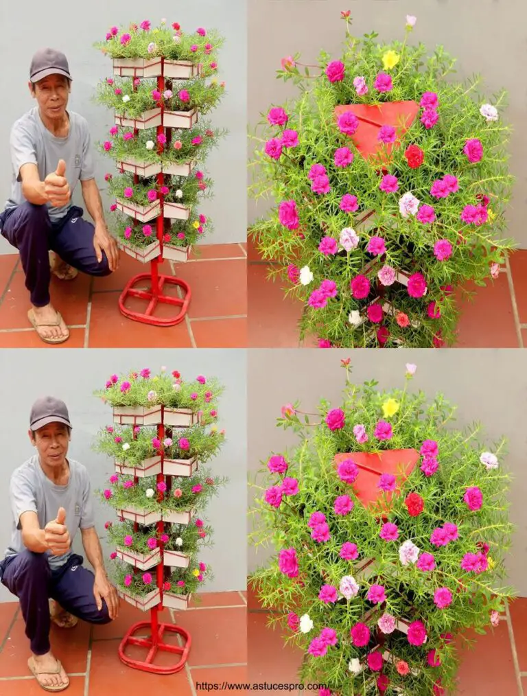 Stunning Vertical Garden: Growing the Mousse Roses from Boutures, Ideal for Beginners