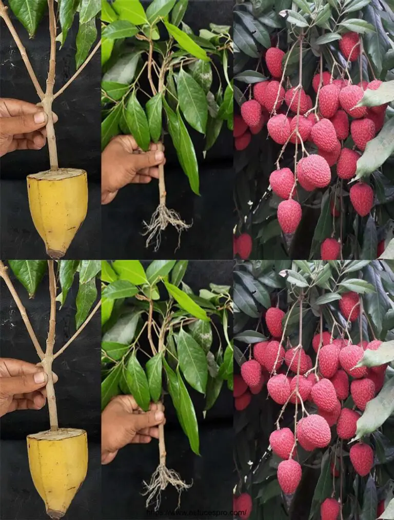 Come coltivare una pianta di Litchi da una botta in una banana