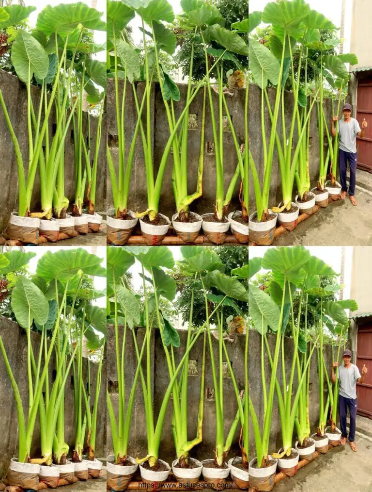 Coltivare il Super Giant Alocasia Odora a casa: facile per i principianti a TEO Garden