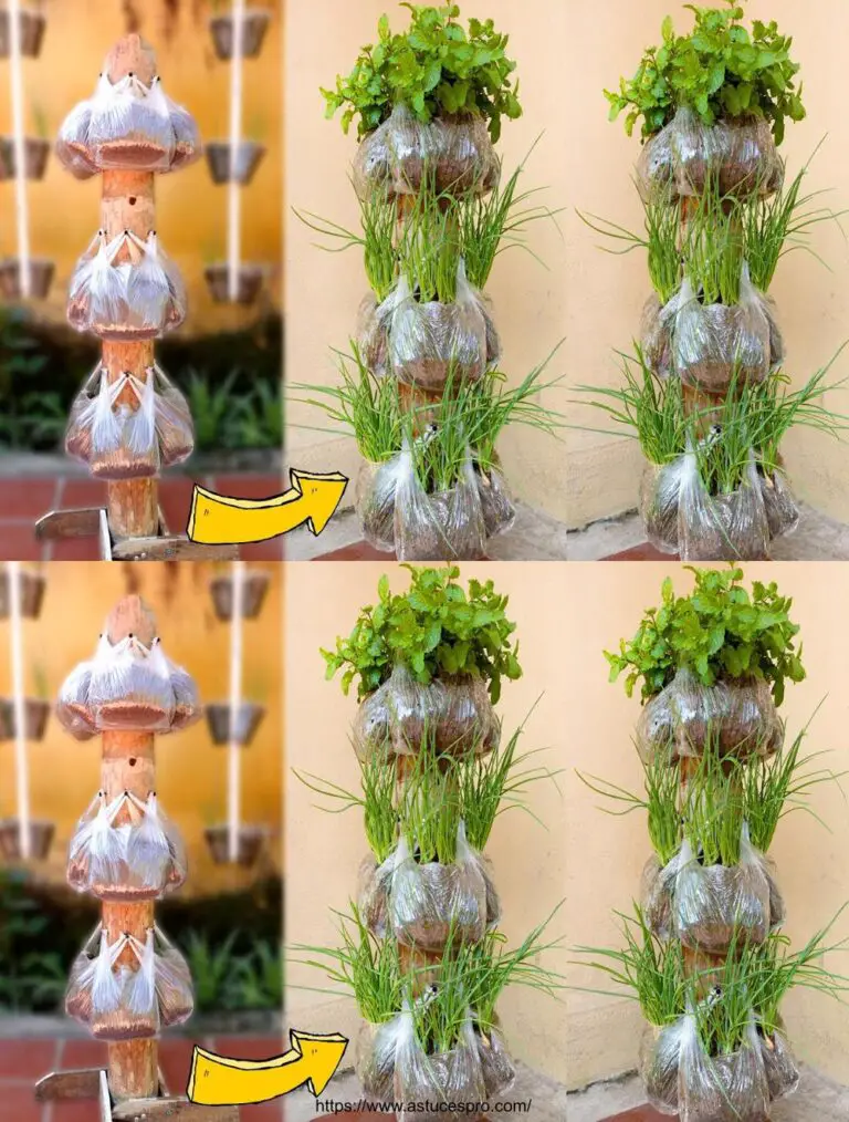 Coltivare le cipolle e la menta a casa: ideale per piccoli spazi con un giardino verticale