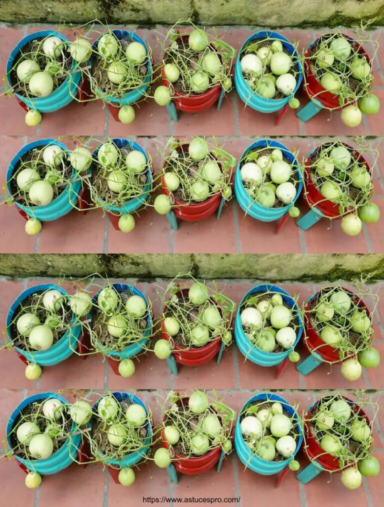 Ottima idea: Cultivate Honeydew Melons at Home for Beginners