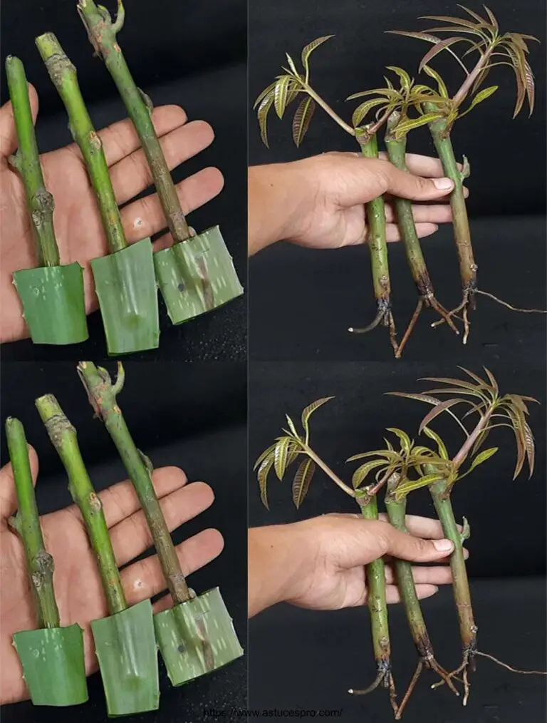 Come coltivare una pianta di mango dai tagli usando d-aloe vera gel