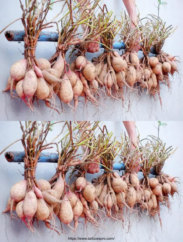 Come coltivare facilmente patate dolci a casa e ottenere un raccolto abbondante!