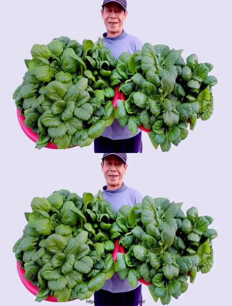 Incredibile ortofrutticolo sul balcone, il giardino perfetto per spazi piccoli