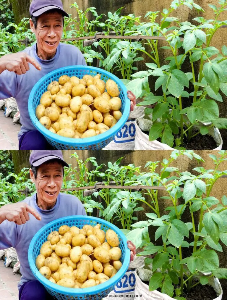 La coltivazione di patate a casa: una commedia per un raccolto sorprendente!