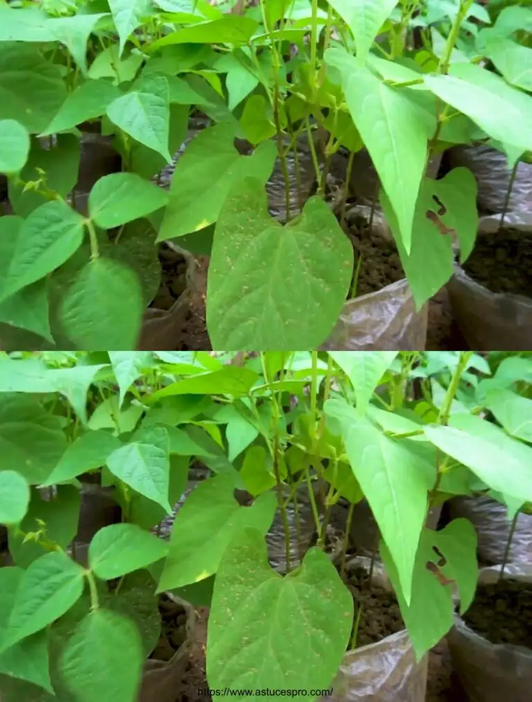 Nuovo metodo di giardinaggio