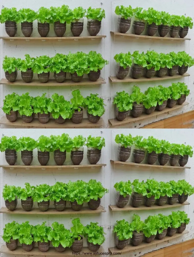 Laitua verticale Appiccamento del giardino: Coltivate le verdure sul muro se non avete un giardino