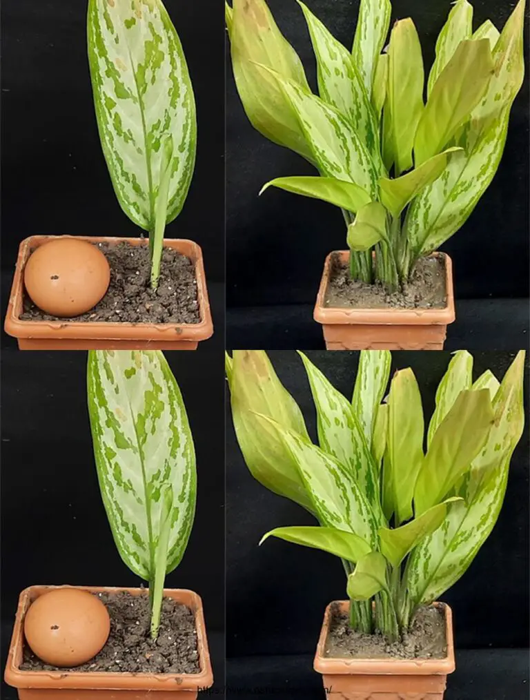 Come diffondere rapidamente la pianta di aglaonema da una foglia usando conchiglie di uova