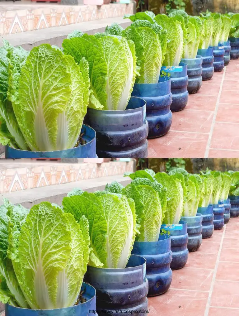 Non c’è bisogno di un giardino, coltivare cavoli cinesi direttamente nel giardino per sfamare la famiglia.