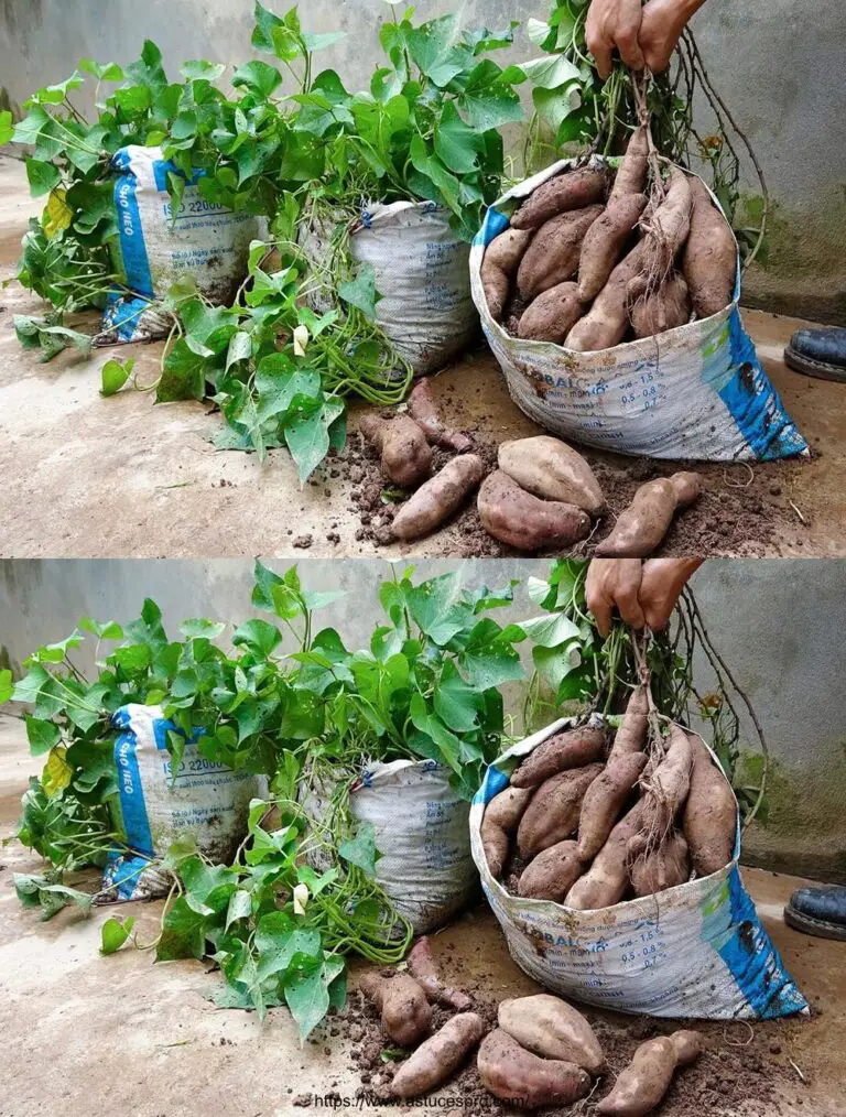 Consigli per coltivare patate dolci da tuberi per un raccolto abbondante e molto produttivo