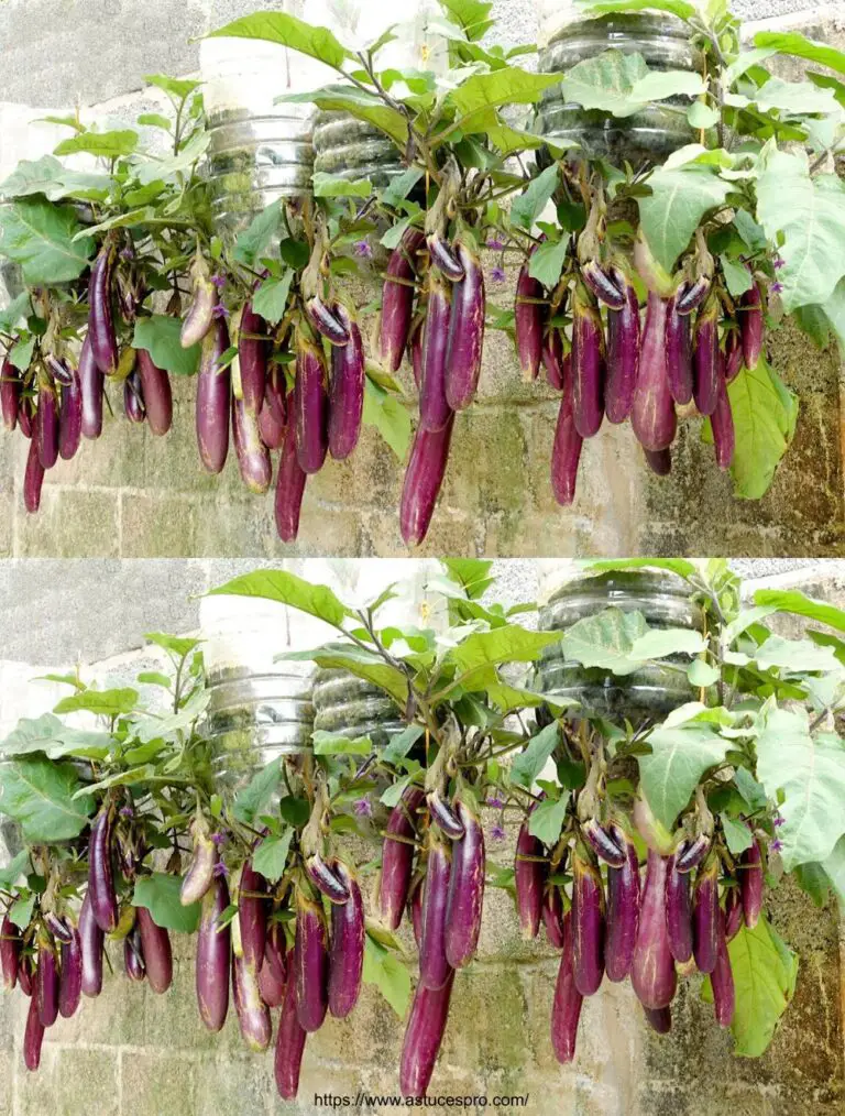 Non c’è bisogno di un giardino, coltivare eggplant a casa con una varietà di frutta e un alto rendimento.