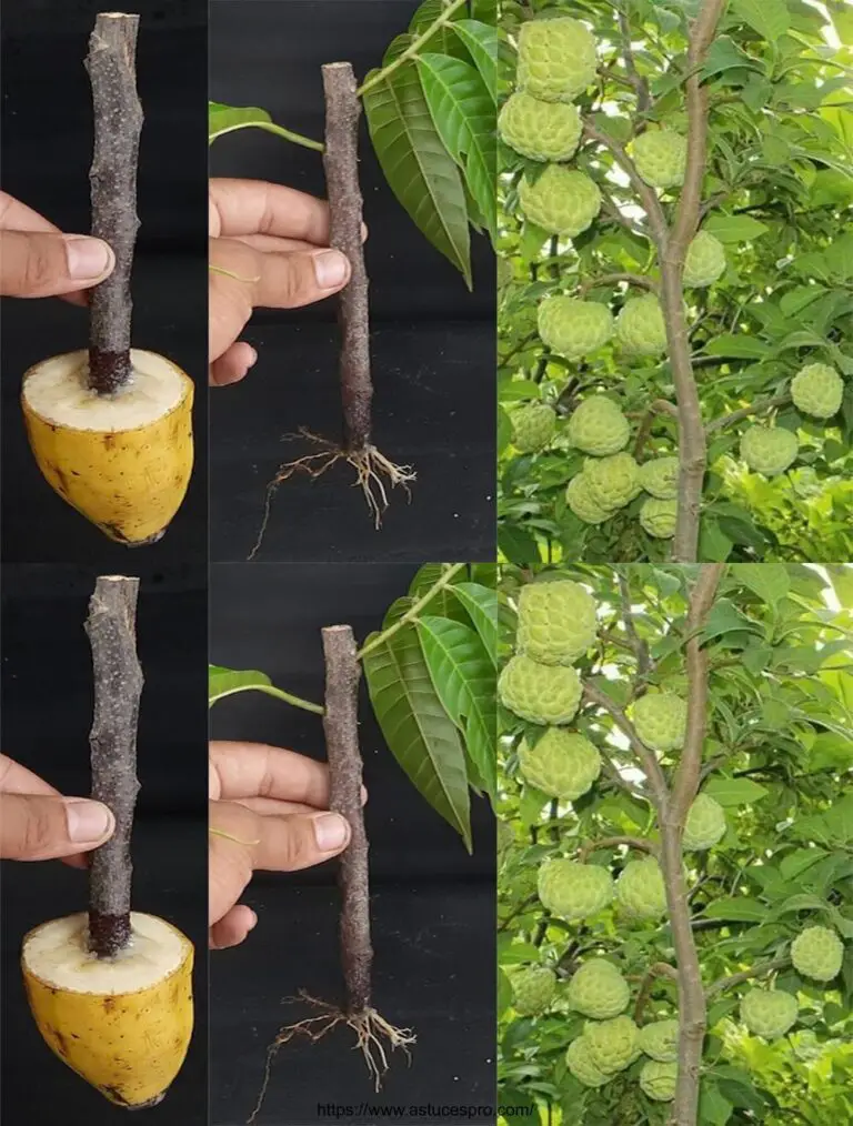 Come coltivare un albero di mele / mela da zucchero da un taglio di banana