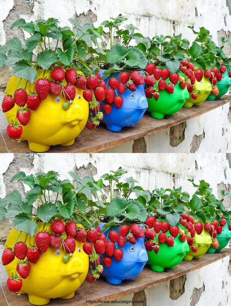 Grandi consigli per coltivare fragole sulla terrazza. Così facile – Raccolta abusiva