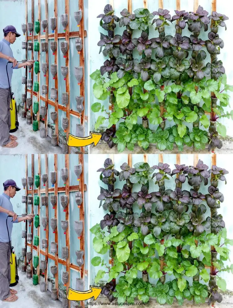 Non c’è bisogno di un giardino, trasformare un piccolo muro in un ortofrutticolo per nutrire la famiglia