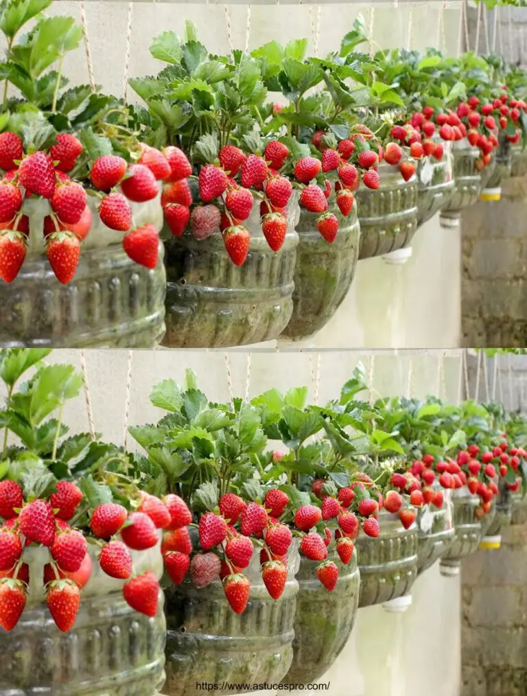 Non c’è bisogno di un giardino, coltivare fragole a casa è facile e molto fruttuoso.