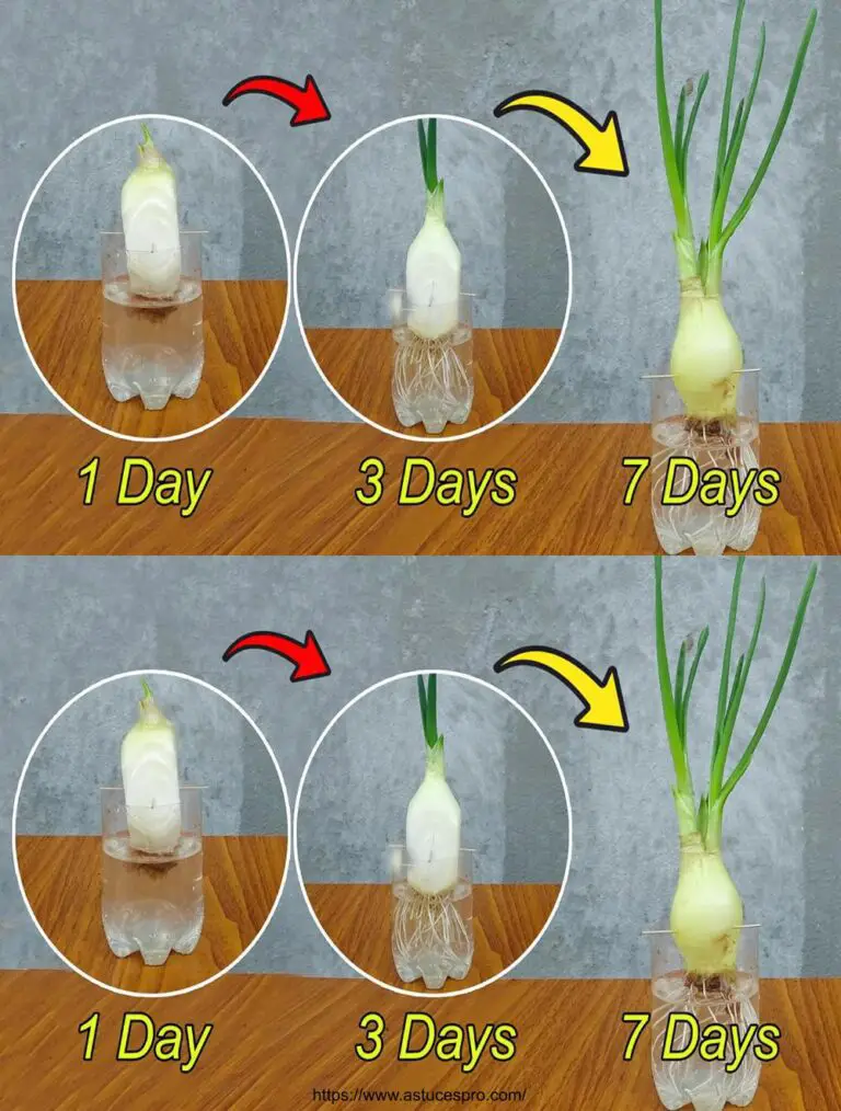 Cipolle che crescono in bottiglie di plastica: risultati inaspettati!