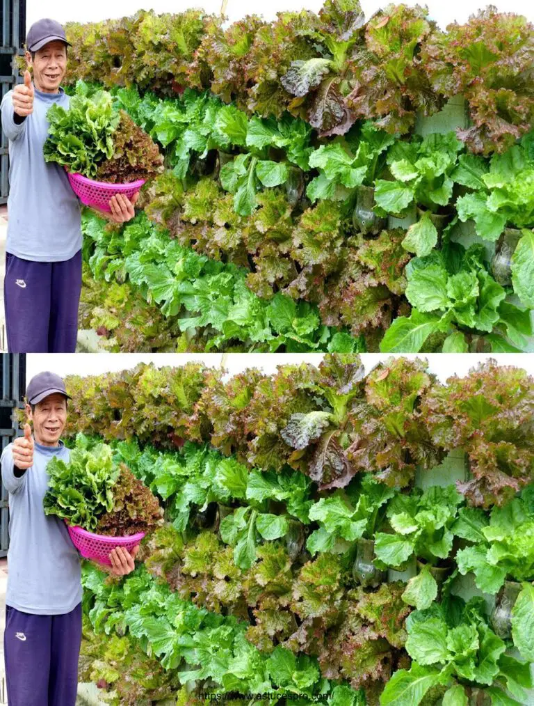 Bellissimo giardino verticale: Coltivare le verdure sul muro per nutrire la famiglia