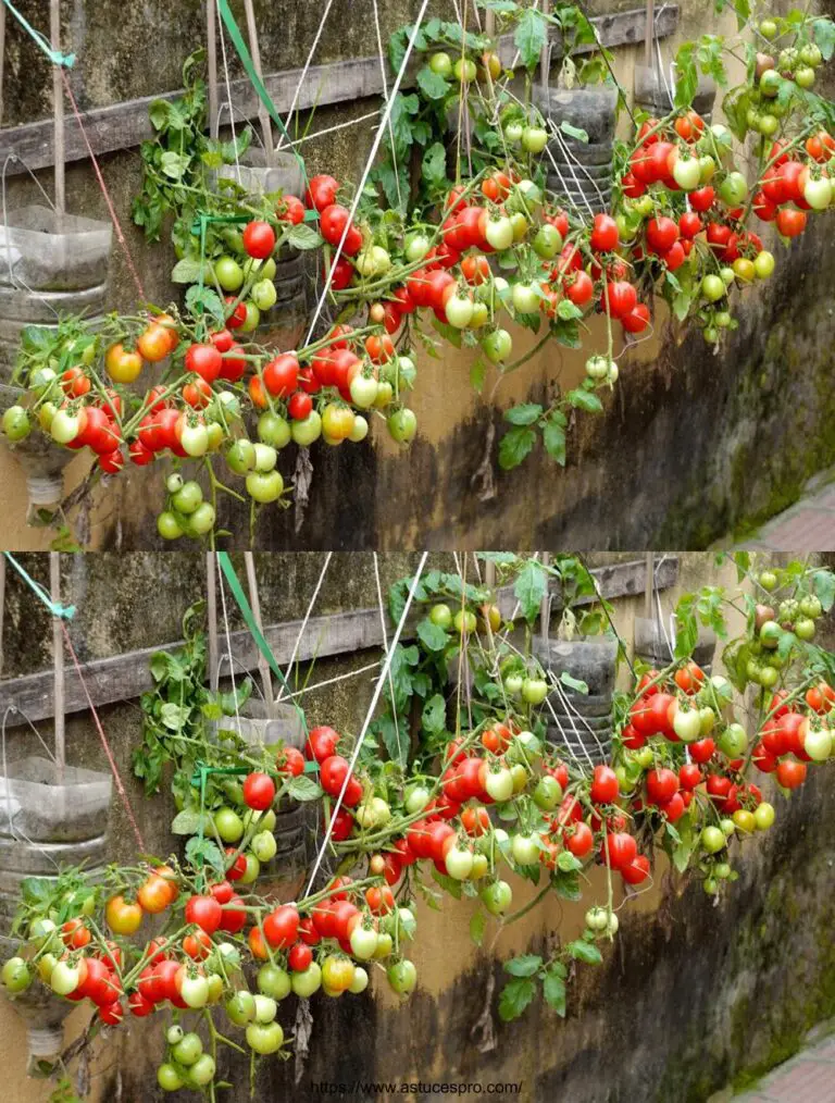 Non c’è bisogno di un giardino, la coltivazione di pomodori in questo modo è fruttuosa e facile!