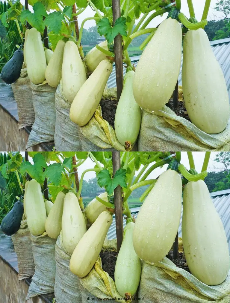 Coltivare zucchine bianche sulla terrazza: facile e produttivo per i principianti