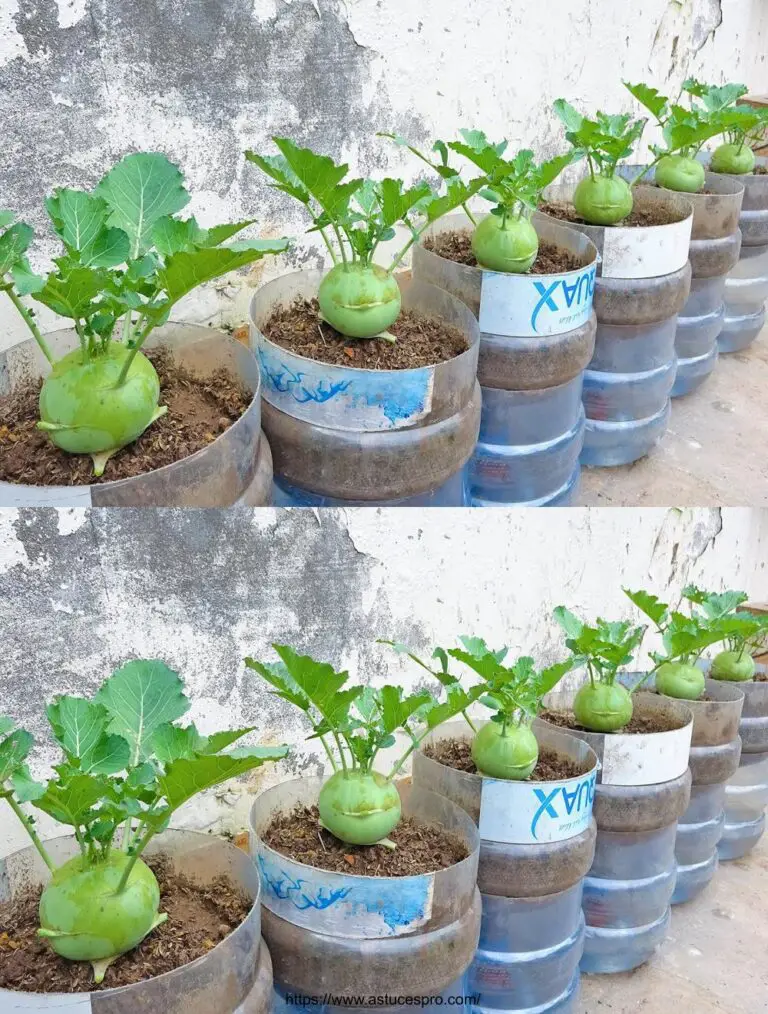 Consigli per la coltivazione di verdure tutto l’anno: come coltivare il kohlrabi in contenitori di plastica a casa