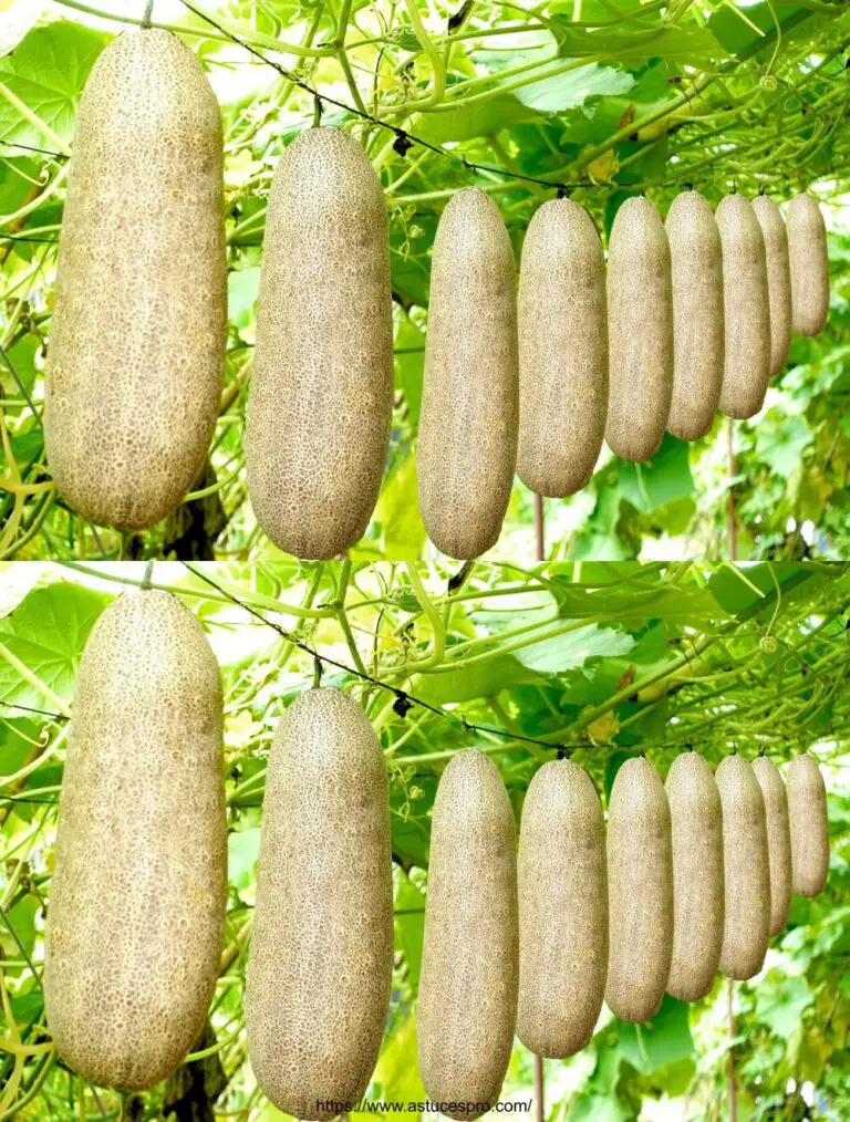 Non c’è bisogno di un giardino, coltivare cetrioli re a casa dà un’abbondanza di frutta e un’elevata resa.