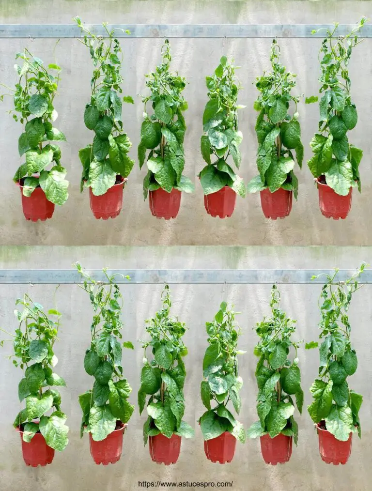 Non c’è bisogno di un giardino, coltivare gli spinaci a casa, con le verdure fresche.