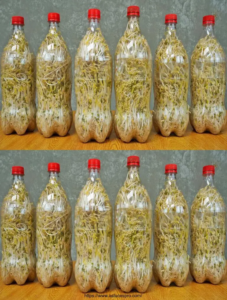 facile giardinaggio per principianti: Fagioli coltivati sparano in bottiglie di plastica, cibo delizioso e a buon mercato