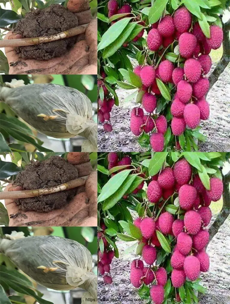 Come tagliare un litchi Il modo semplice per coltivare un liuto a casa