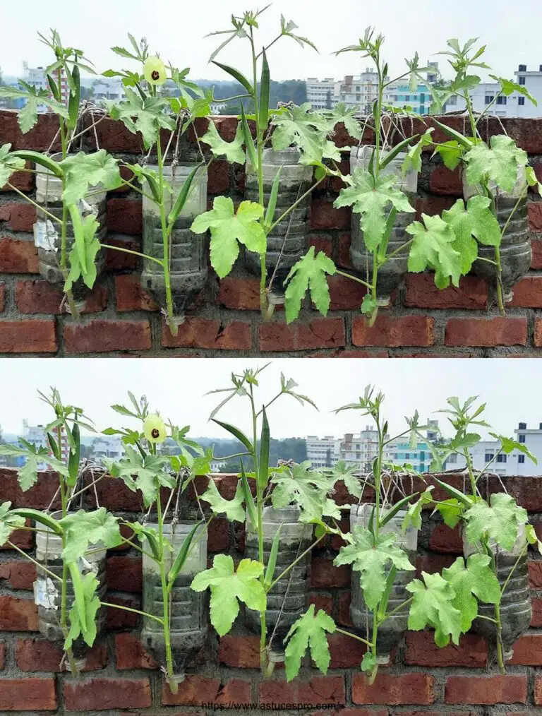 Metodo esclusivo per coltivare gombo sottosopra in una bottiglia di plastica senza giardino!