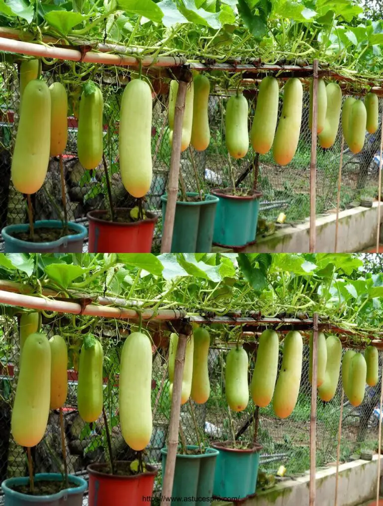 Crescere a casa senza giardino, così facile e abbondante frutta!