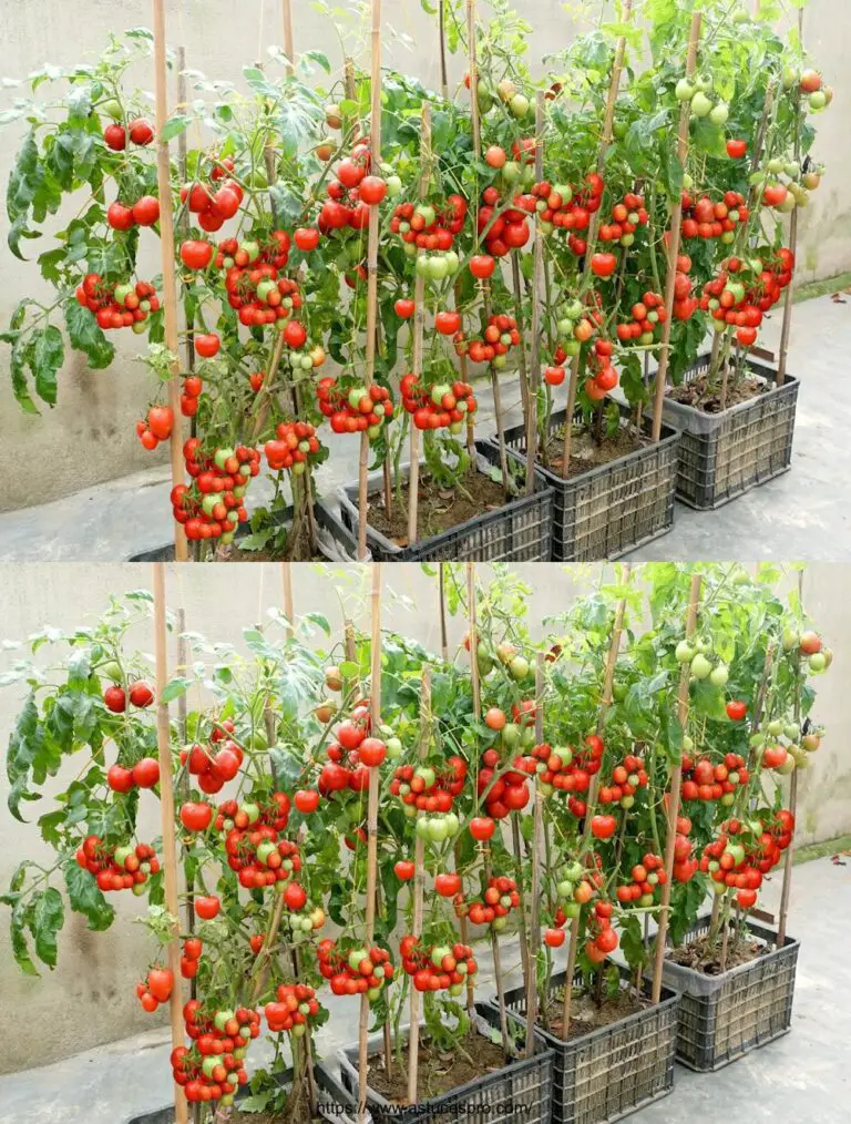 Il modo più facile e più efficace per coltivare pomodori a casa, ideale per principianti