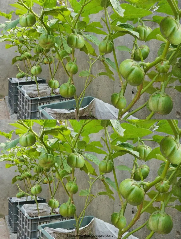 Coltivate le eggplant organiche sulla vostra terrazza con cestini di riciclaggio usati Senza bisogno di un giardino, coltivare eggplant organiche.