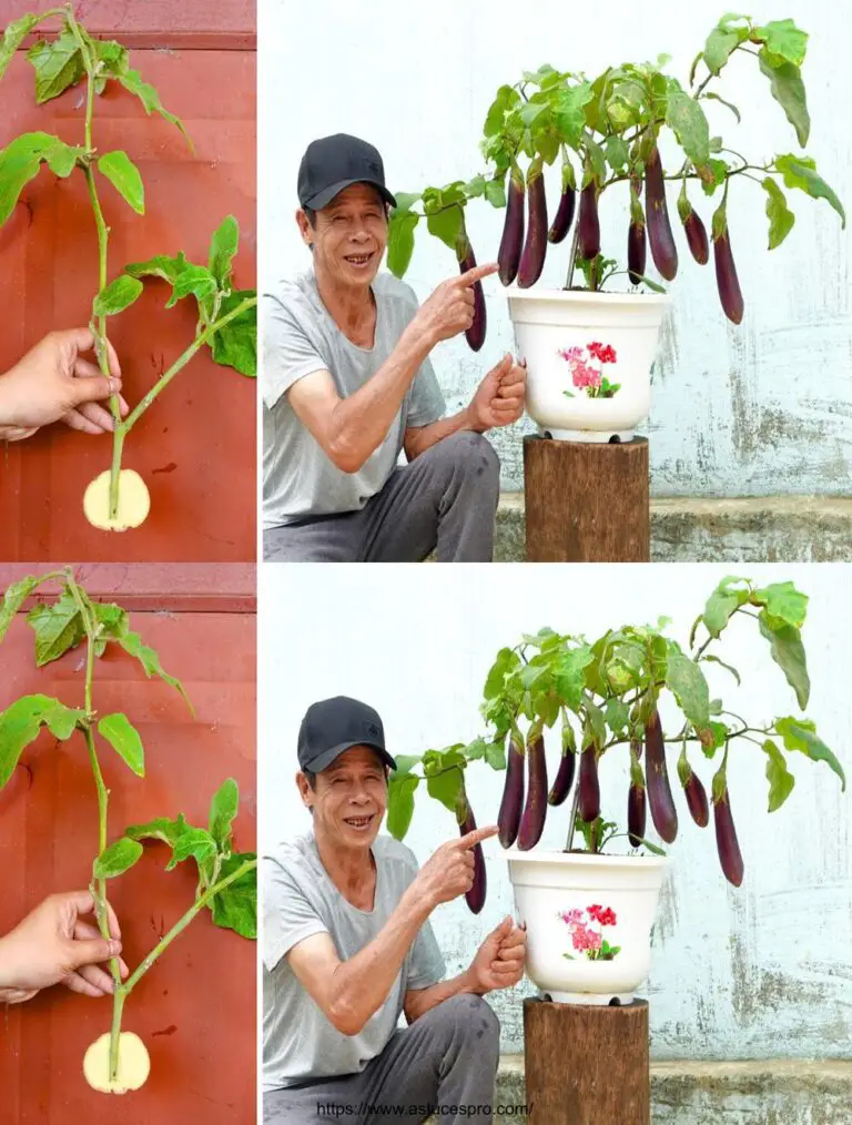 Che idee incredibili! Il modo più innovativo e unico per coltivare le eggplant che abbia mai visto