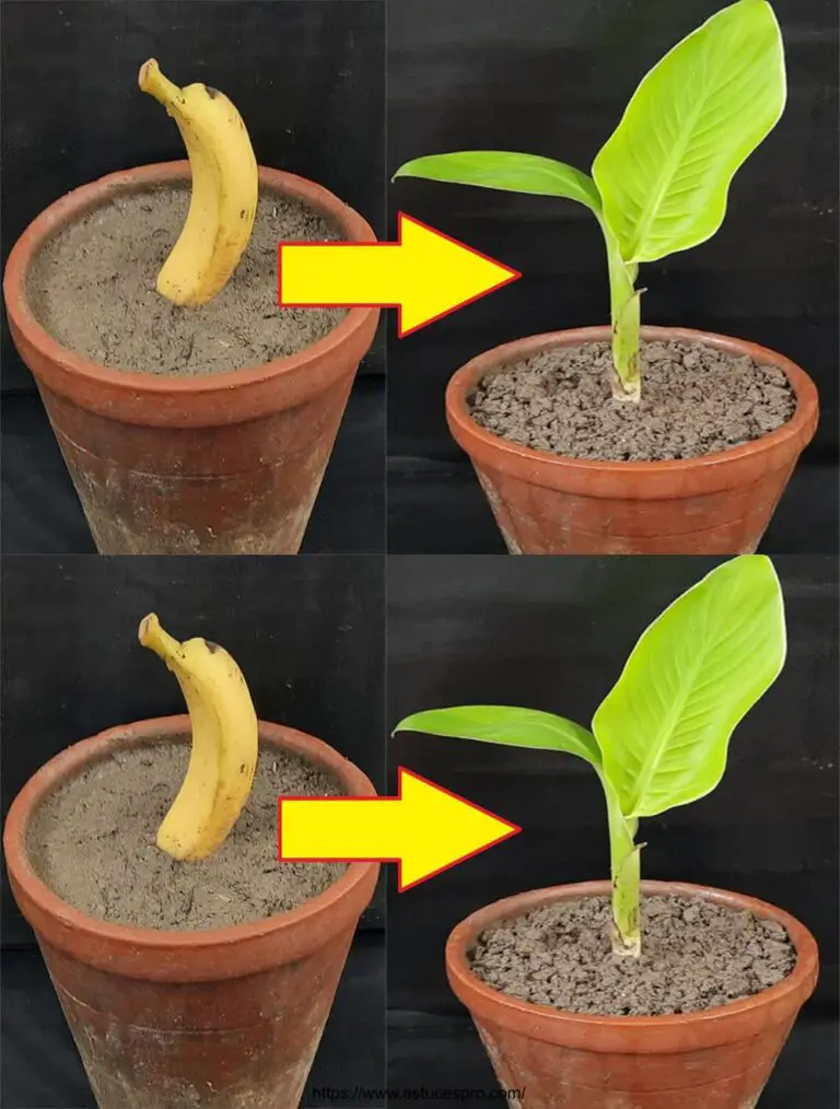 Come sgraziare rapidamente le banane da Bouture / Come coltivare una pianta di banane dalla pianta di banane