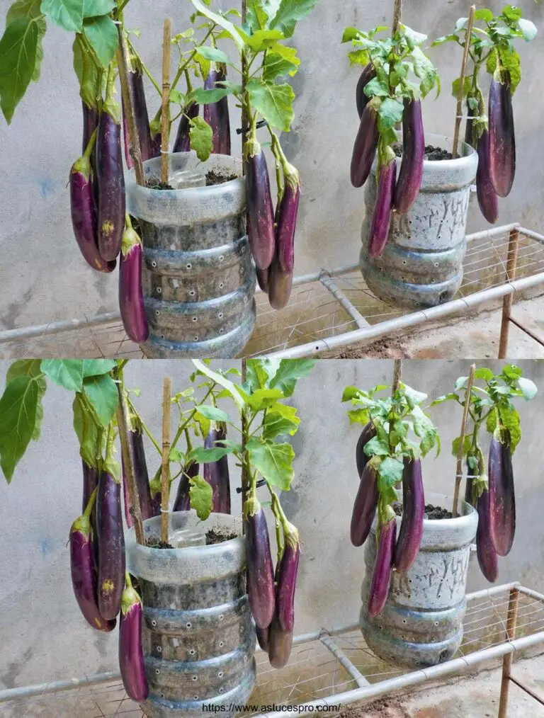 Coltivare le eggplant nella vostra casa dai semi