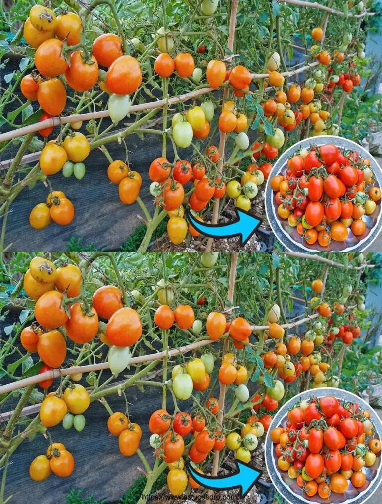 Coltivare pomodori a casa: facile e salutare, raccoglieremo tonnellate di pomodori!