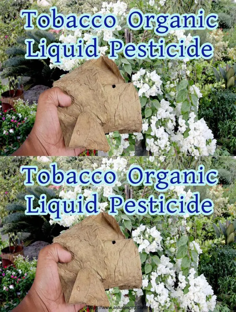 La Pesticida liquida organica del tabacco! Come costruire a casa con le foglie e l’uso in giardino